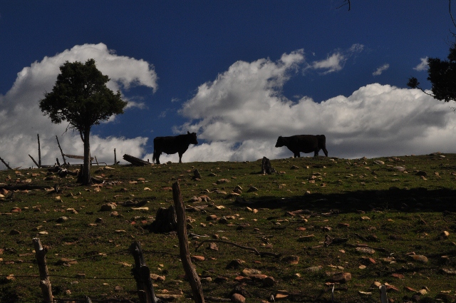 cows on Echo Basin Rd